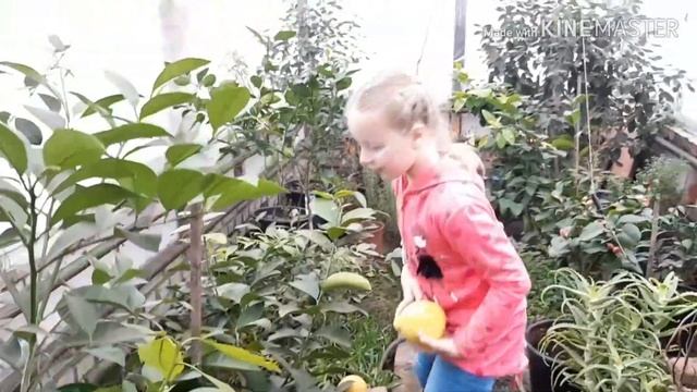 Лимон Киевский крупноплодный. Наш урожай