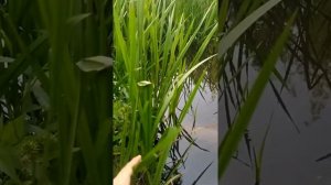 Ежеголовник водное растение на реке Яуза плоды