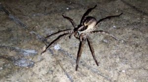 Паук-Волк(Lycosidae): внешний вид, особенности ?️
