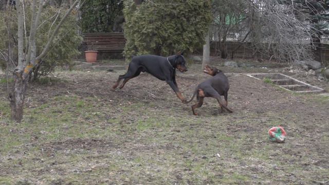 Norte del Luces de Grande Vinko и Vivat de Vinko Zabava Mikulishna смотреть онлайн