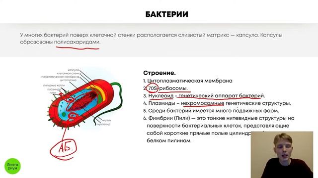 БИОЛОГИЯ ОГЭ - Строение бактериальной клетки смотреть онлайн