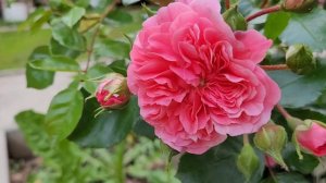 Выращиваем цветы на даче