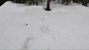 ОДИН В ВЕСЕННЕЙ ТАЙГЕ \ Медведи проснулись \ Закрытие сезона \ Часть 4 \ Новое место