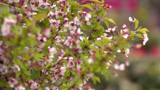 Spring Blooms at Powerscourt Gardens & Garden Pavilion смотреть онлайн