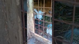 Кролики в Горном Алтае ПРИКОЛ