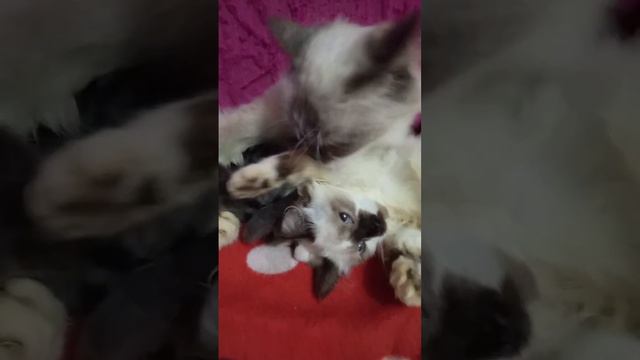 Старший котенок тоже хочет ласки и внимания мамы-кошки 🐱❤️❤️❤️❤️❤️.