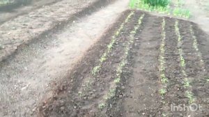 Посадила огурцы/Базилик/А помидорка все ждет/