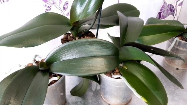 Посадка орхидеи с добавлением- Циона...? смотреть онлайн