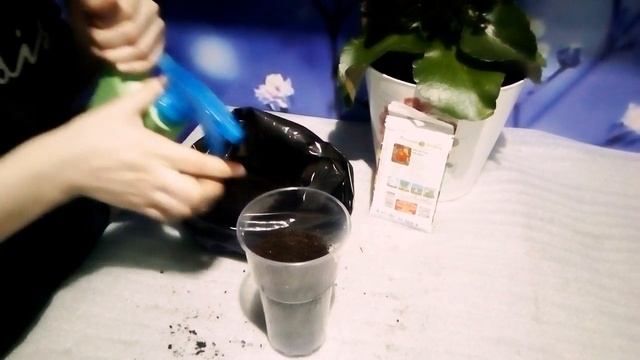 Первый способ посадки Бархатцев Кармен. 1. смотреть онлайн