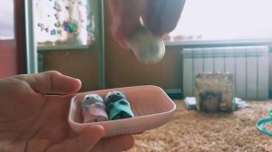 Распаковка Sylvanian Families: три новорожденных котенка