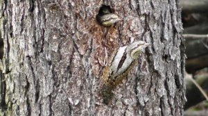 Вертишейки. Подготовка дупла и голос вертишейки ( Jynx torquilla )