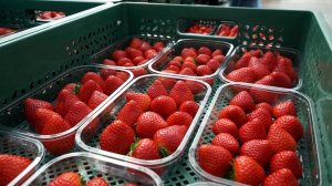 Сценарий цен. Клубника