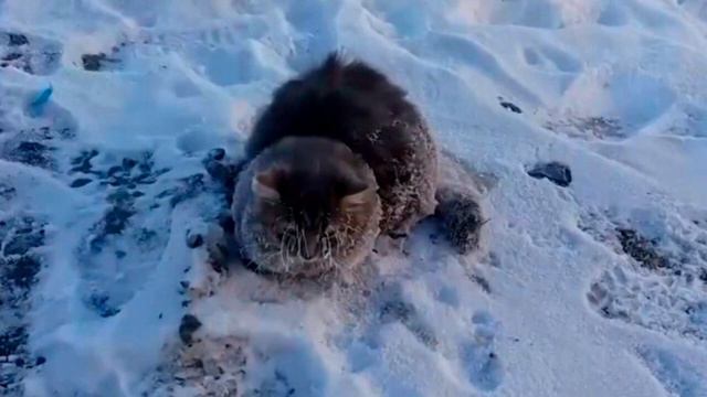 Вмёрзший в лёд бездомный котик...