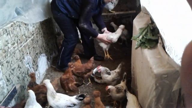 Куры доминант коричневые +петух белый =хохлатые куры. смотреть онлайн