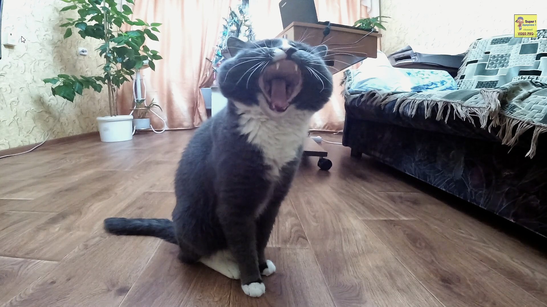 Видео кота говорящего нормально. Шоу талантов коты. Видео коты ржу короткие.