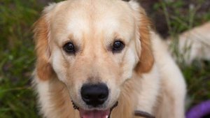 СОБАКА ХОДИТ САМА и тянет за собой куклу Барби | Barbie & Ginger 1997, обзор и распаковка