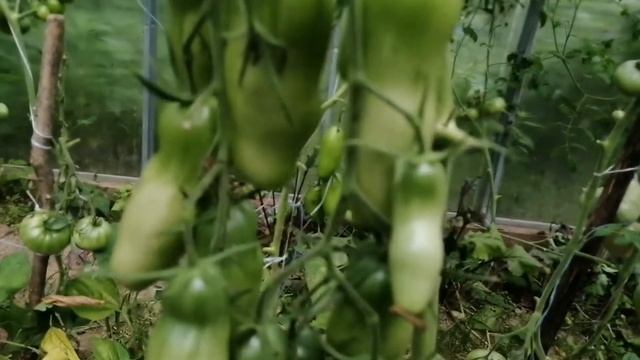 Обзор урожайных томатов в теплице/Легенда Тарасенко/Казанова/Ювель. смотреть онлайн