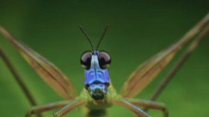 Планета насекомых