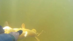 Подводная охота лето щука Spearfishing