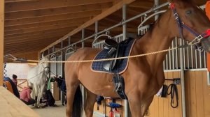 Как чистить лошадь? Первое занятие по верховой езде. Что будет на занятии?