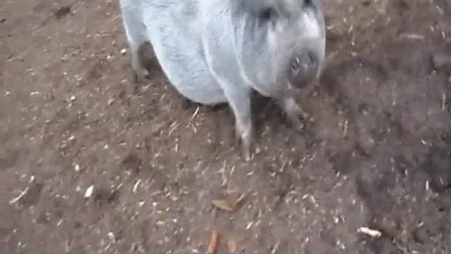 супоросные свиноматки