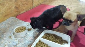 ПОЧЕМУ чихуашки ЕДЯТ какашки ? Почему собаки валяются в тухляшках ? Нужно ли кормить собак КАШАМИ ?