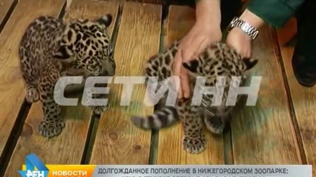 Пятнистое пополнение в нижегородском зоопарке: у пары ягуаров родились котята смотреть онлайн