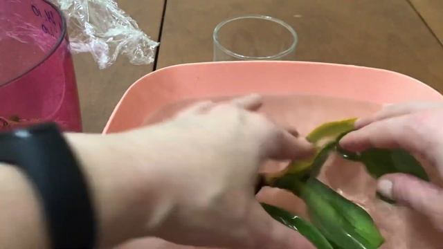 У орхидеи сгнили все корни и загнила шея. Продолжение реанимации