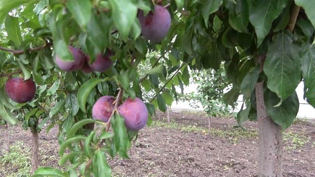 Слива с красной мякотью РЕД ХАРТ - высокие вкусовые и питательные качества смотреть онлайн