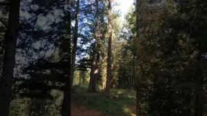 Натаска лайки по белке