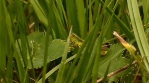 Panasonic Lumix DMC-FZ72 ultrazoom Zoom test Lúčny koník - Grasshopper 2.9.2017