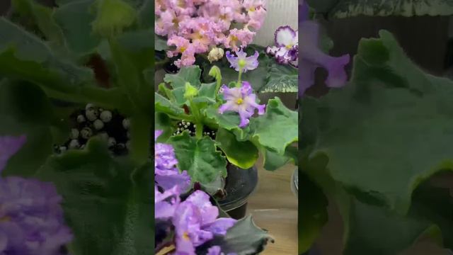 Обзорчики 18.01 ч.5 смотреть онлайн