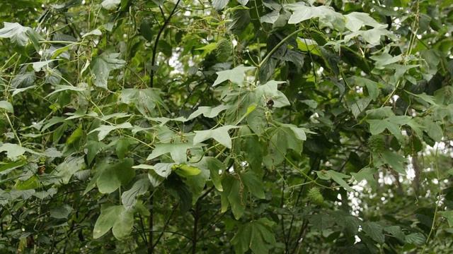 Опасные виды инвазивных растений - Эхиноцистис лопастный смотреть онлайн