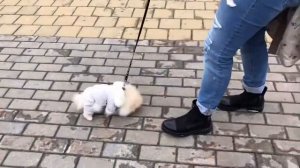 ПЕРВАЯ ПРОГУЛКА ЩЕНКА. Померанский шпиц.