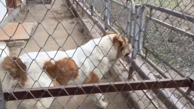 Тобет смотреть онлайн