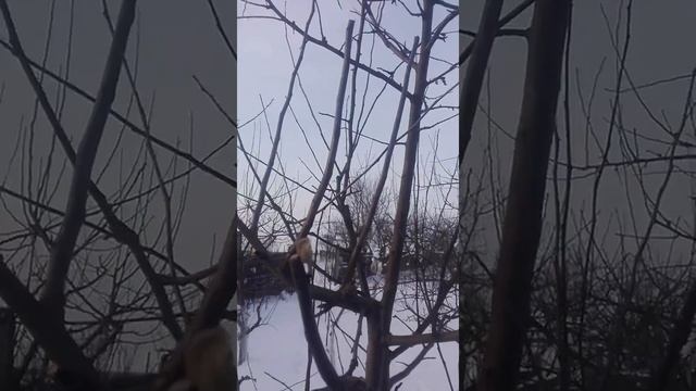 КАКОЙ БРАТЬ ЧЕРЕНОК??? /// ЧЕРЕНКИ ДЛЯ ПРИВИВКИ