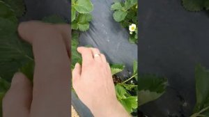 Сорт Клери