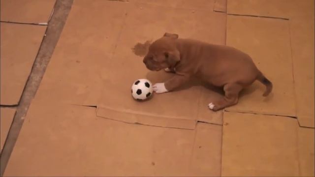 Питомник PITON Американские пит-бультерьеры смотреть онлайн