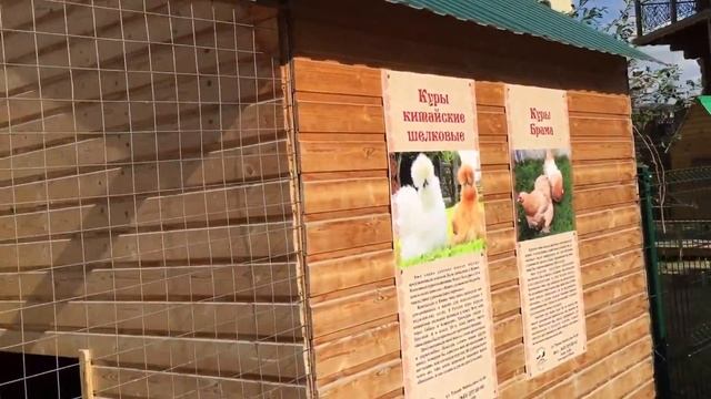Казань. Комплекс "Татарская деревня". Куры китайские шёлковые и куры Брама. 28.08.2016, 14:29 смотреть онлайн