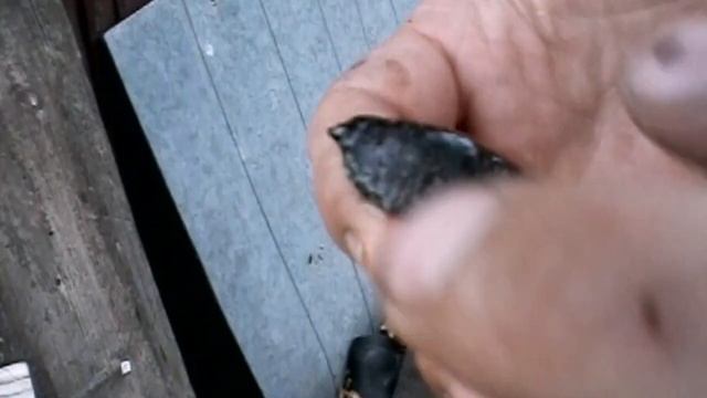 Гигантский СЛИЗЕНЬ на садовом участке смотреть онлайн