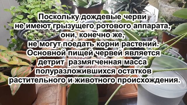 Дождевые черви в горшке: ВРЕД или ПОЛЬЗА. Что делать если заметили червя смотреть онлайн