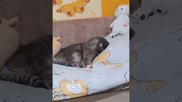 кошка