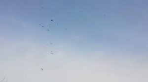 Голуби падают с точки.