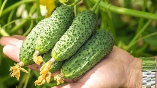 Характеристики и описание гибрида огурцов Амур F1 смотреть онлайн