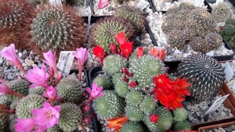 Виды кактусов.Цветущие ребуции и их названия.Rebutia.