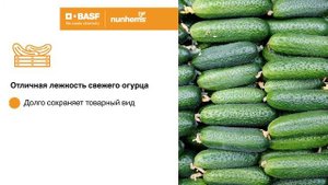 огурец для открытого и защищенного грунта Монолит F1, Nunhems, BASF