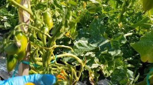 Томат Золотая искра.