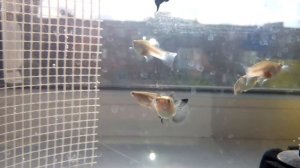 Разведение гуппи панда)