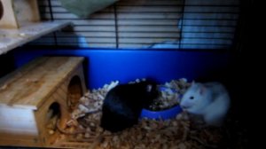 КАК СОГРЕТЬ КРЫСУ ЗИМОЙ? || Мой опыт