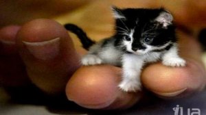 Усатый Полосатый  — Самуил Маршак  — читает  Павел Беседин